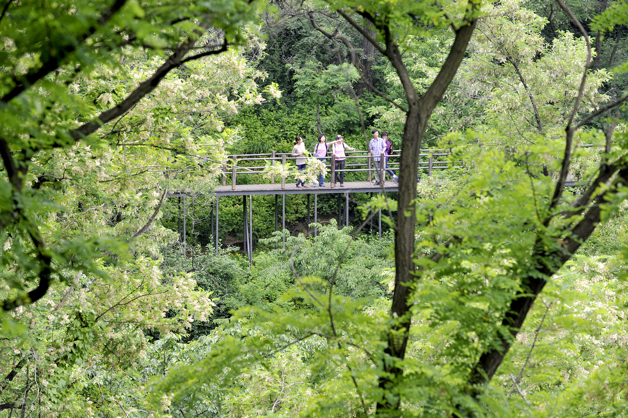 Ansan Jarak-gil in Seodaemun-gu, western Seoul (Seoul Metropolitan Government)