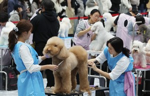 Cut and collar: Pet grooming competition in Suwon